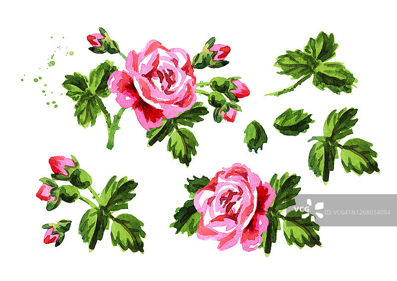 复古装饰玫瑰花集。手绘水彩插图孤立的白色背景图片素材