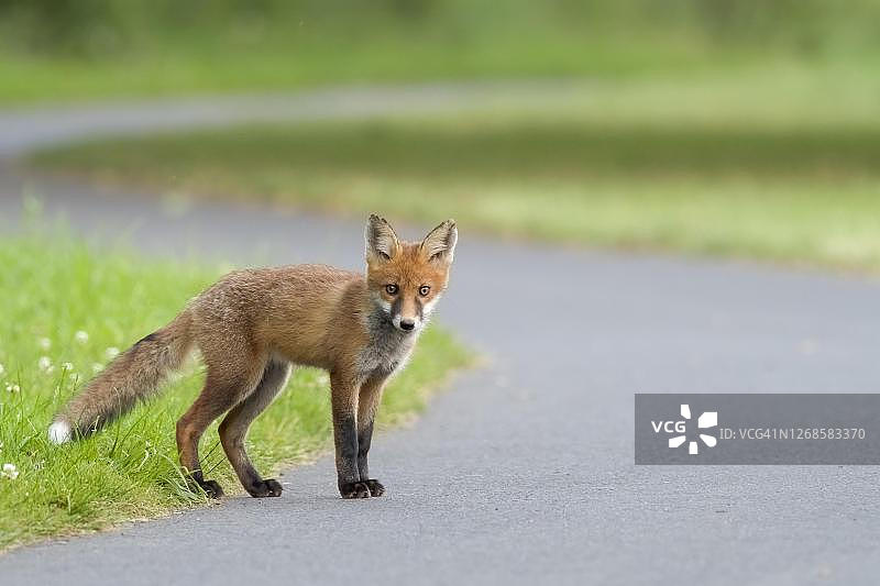 赤狐(Vulpes Vulpes)，少年，进入自行车道，黑森，德国图片素材