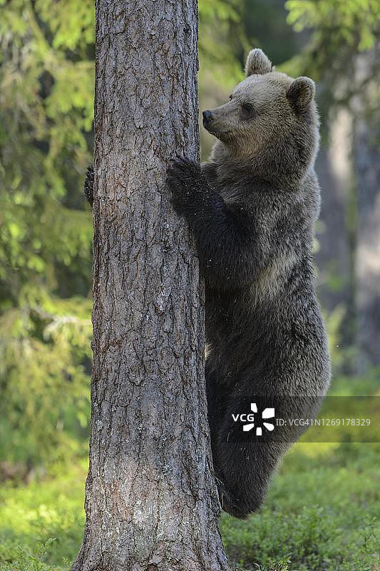 在芬兰卡累利阿的北方针叶林里，棕熊正在爬树图片素材