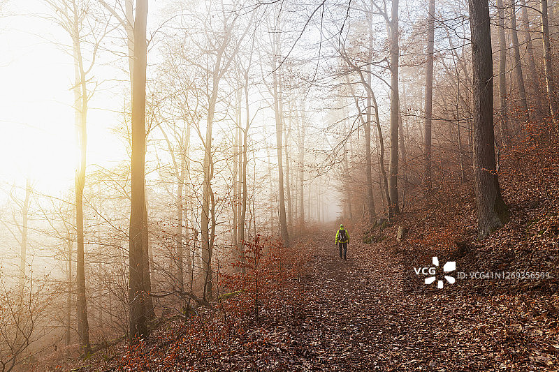 德国，莱茵兰-普法尔茨，一个孤独的徒步旅行者在雾蒙蒙的冬日日出时漫步在普法尔茨森林图片素材