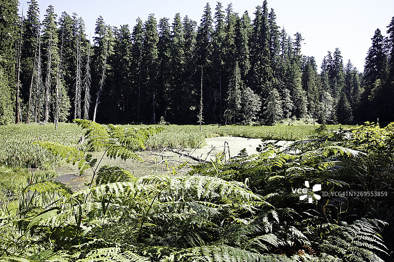 绿色蕨叶与沼泽/沼泽和森林的背景图片素材