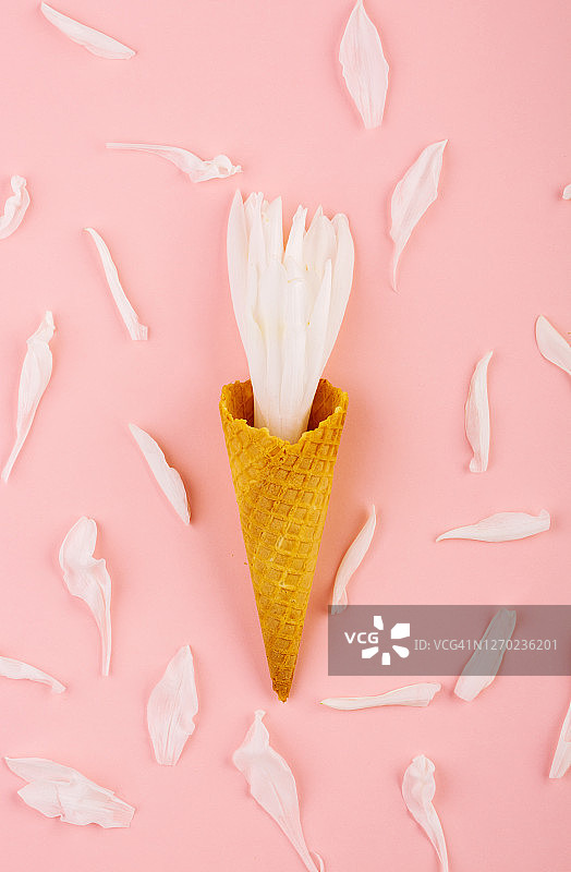 粉红色背景上的冰淇淋蛋卷上的白花图片素材