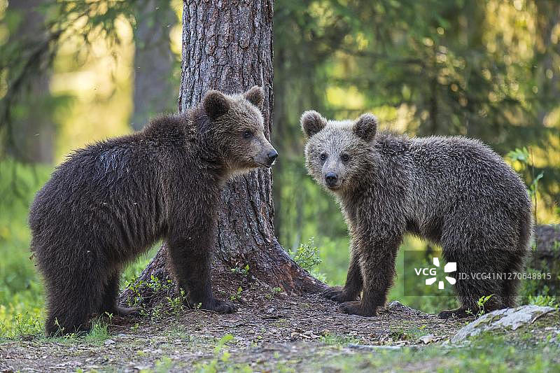 芬兰卡累利阿苏穆萨尔米北部针叶林中的两只幼熊图片素材