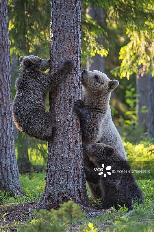 芬兰卡累利阿苏穆萨尔米的一棵北方针叶林里，两只幼熊和它们的妈妈在树上玩耍图片素材