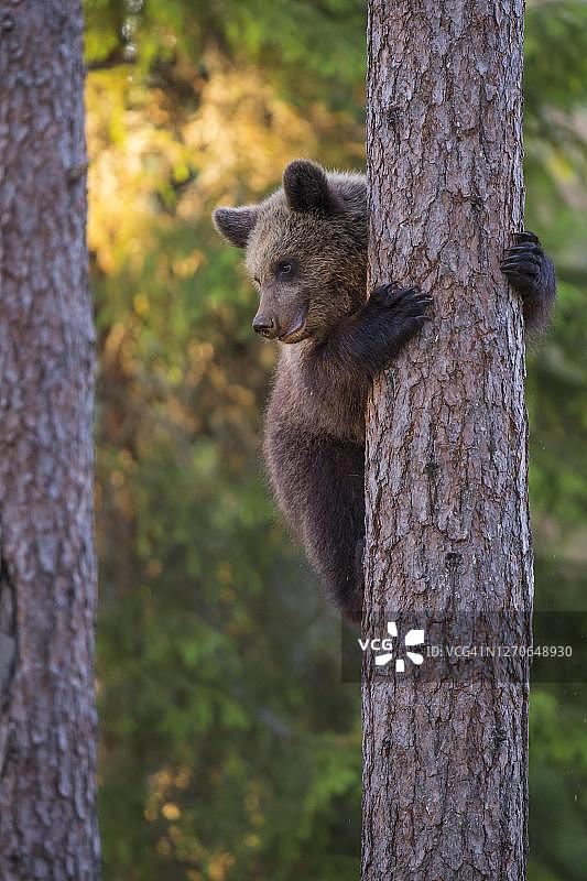 在芬兰卡累利阿苏姆萨尔米的北方针叶林里，杨(熊)正在爬树图片素材