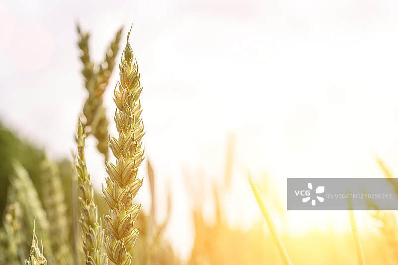 绿色的小麦收成。以谷类作物为背景的农业收获。面包黑麦绿色谷物在金色的天空日落。图片素材