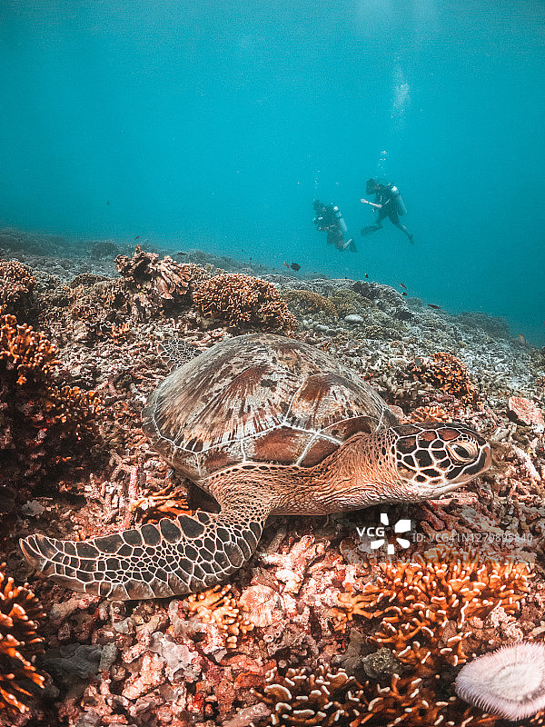 印度尼西亚珊瑚礁中的海龟图片素材