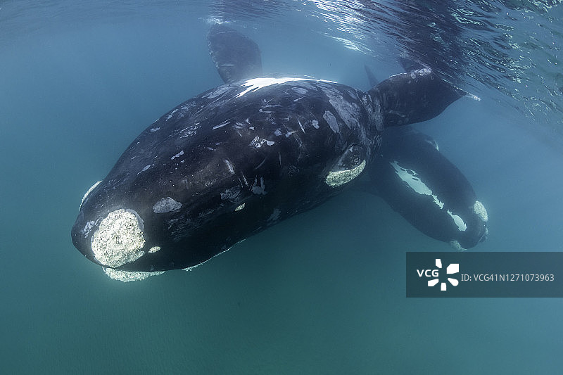 顽皮和好奇的幼年南露脊鲸的社会聚会，新海湾，瓦尔德斯半岛，阿根廷。图片素材