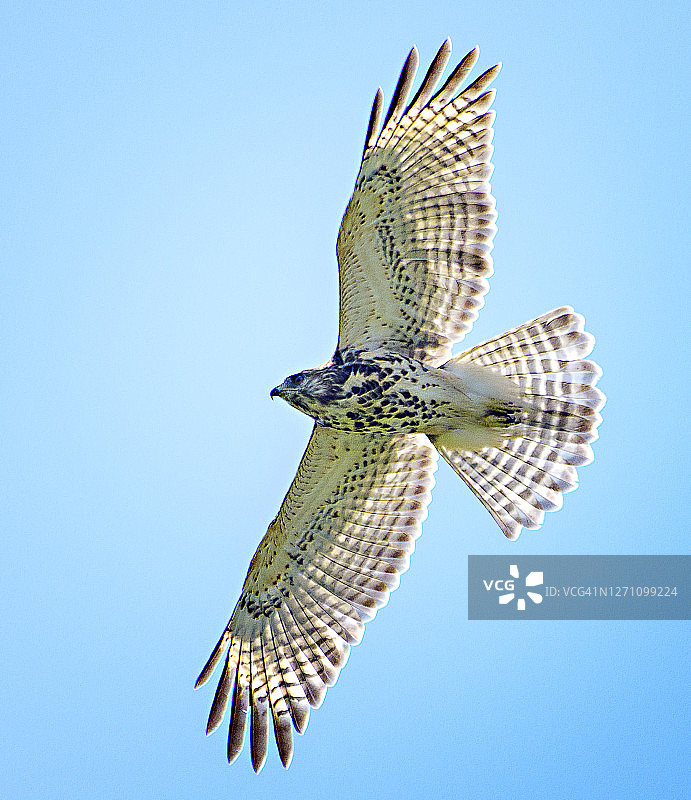 雄伟的少年鹰在宾夕法尼亚州的蓝天上飞行图片素材