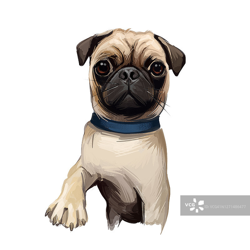 哈巴狗肖像孤立在白色。数码艺术插图的手绘狗为网页，t恤印花和小狗的食物封面设计。品种皱纹，短嘴脸，和卷曲的尾巴在衣领。图片素材