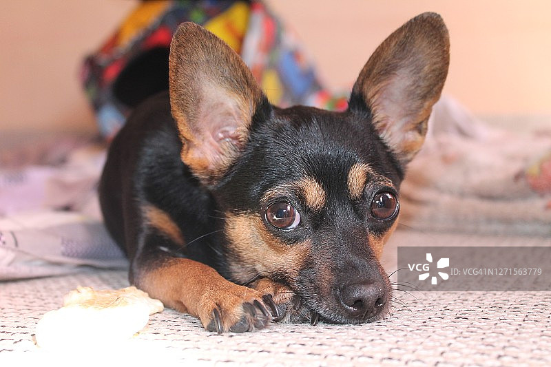 一只玩具小猎犬品种的小狗躺在床上图片素材
