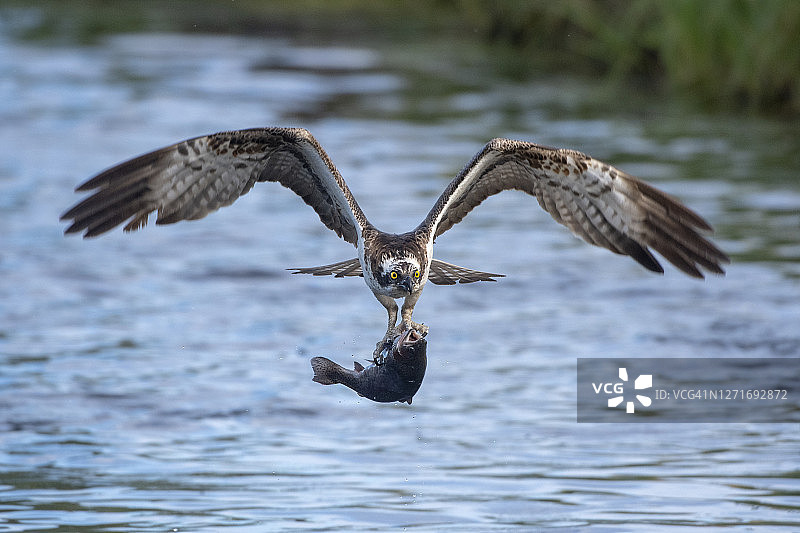 在芬兰北部的一个湖里，一只正在捕猎的鱼鹰和一条被捕获的鱼在飞行中图片素材