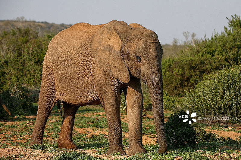 一只孤独的大象在非洲丛林的泥土地里行走图片素材