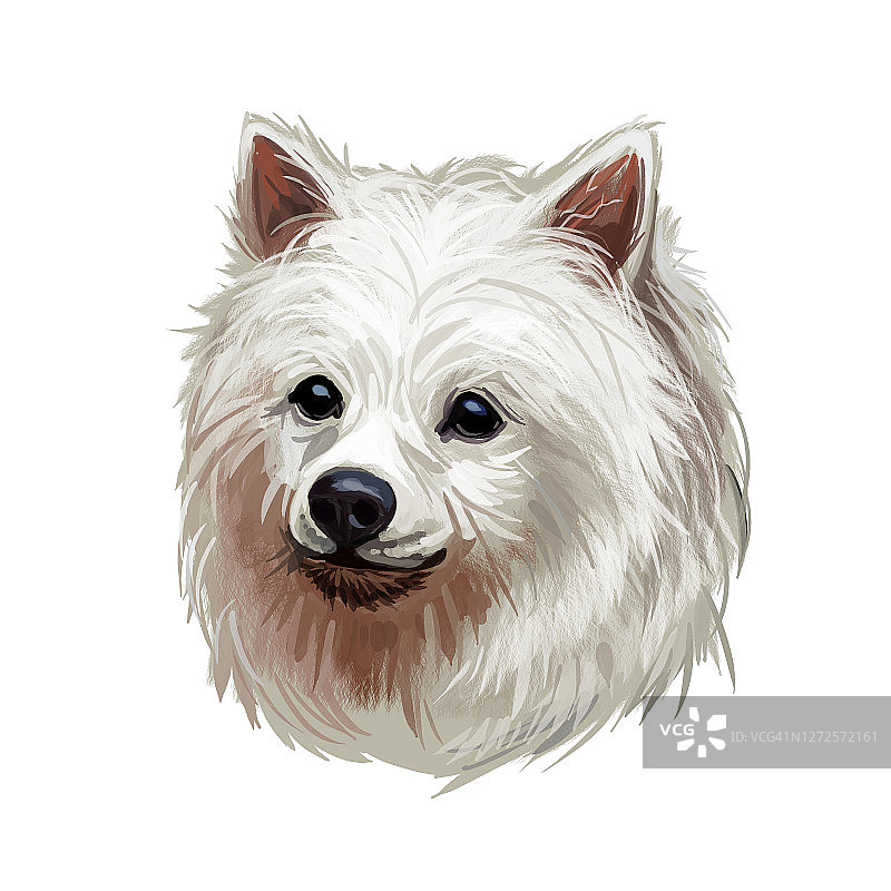 意大利犬斯皮茨型品种肖像孤立在白色。数码艺术插图，动物水彩画手绘狗为网。长着白色长毛的小宠物图片素材