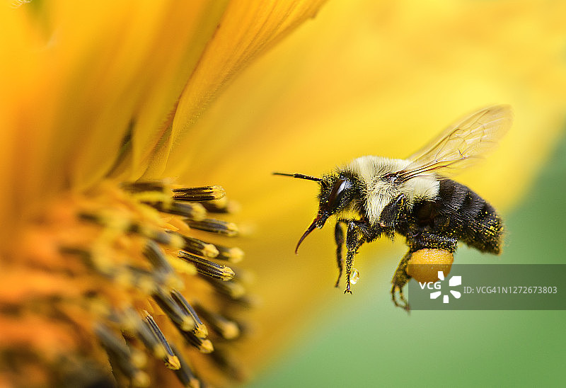 一只蜜蜂对着一朵向日葵在宾夕法尼亚州美丽的侧视图图片素材