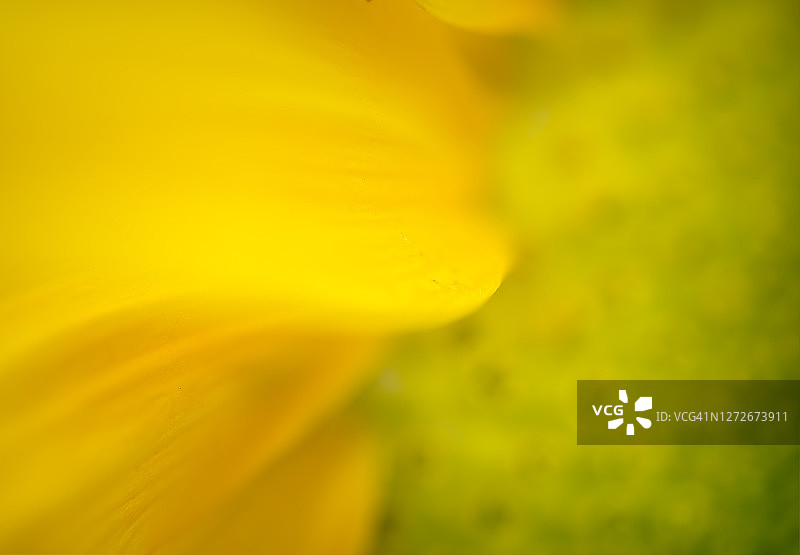 印象派艺术的一朵向日葵盛开在宾夕法尼亚州图片素材