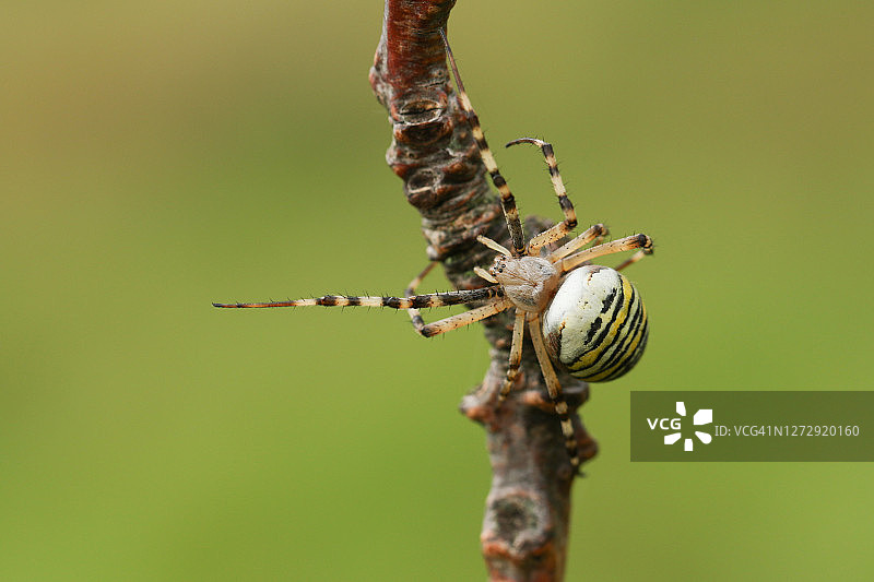 一只雌黄蜂蜘蛛，Argiope bruennichi，在一个小树枝上。图片素材