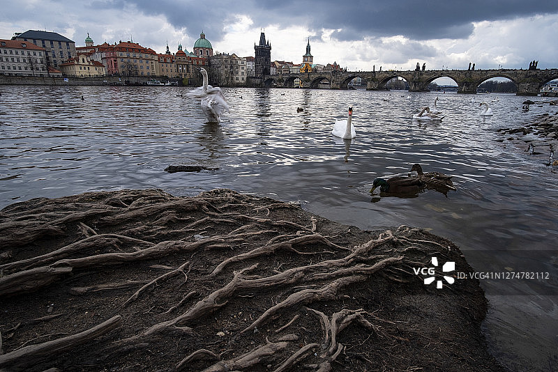 伏尔塔瓦河上的天鹅和鸭子图片素材