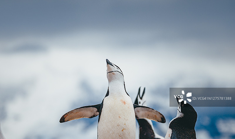 南极洲的帽带企鹅图片素材