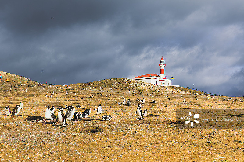 麦哲伦企鹅的殖民地在火地岛，智利，南极洲地区图片素材