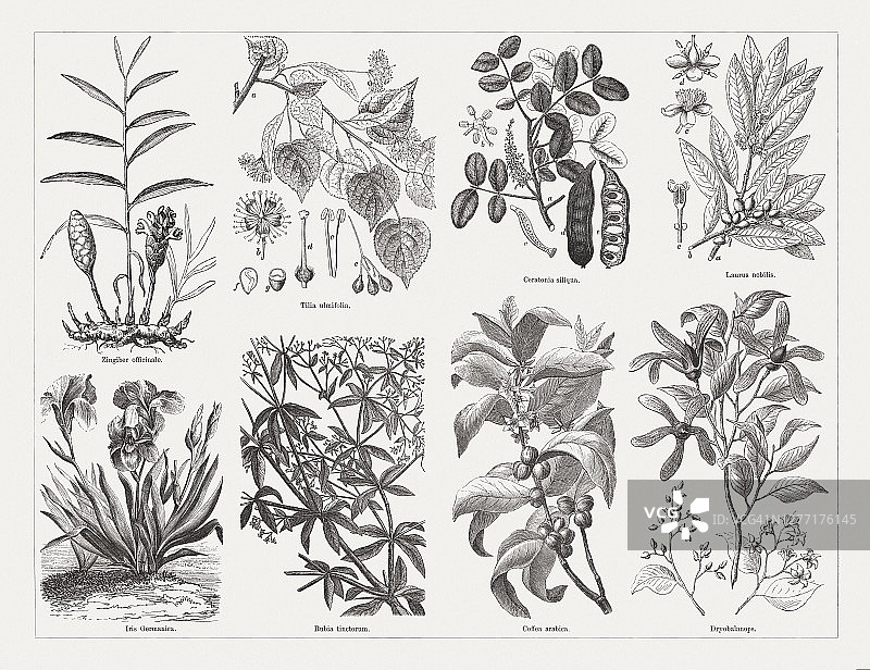 有用的药用植物，木版，1893年出版图片素材