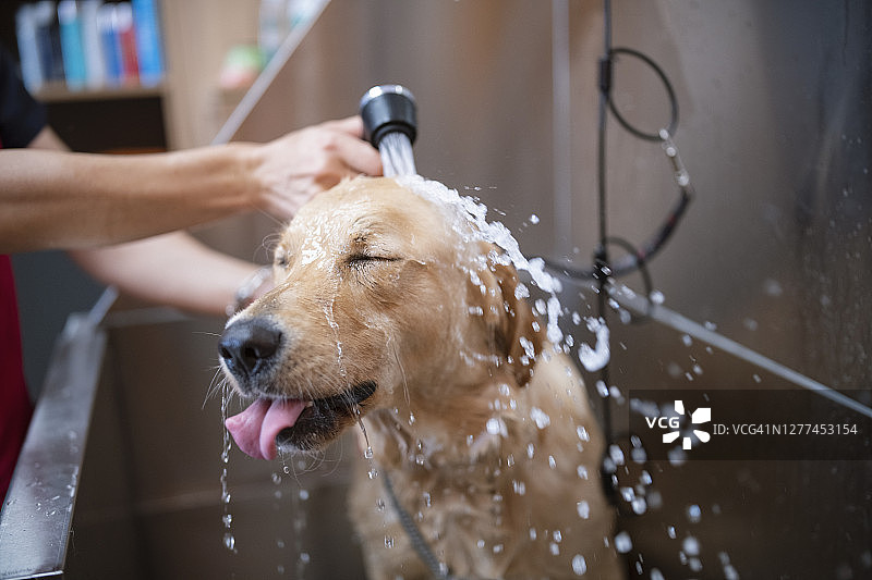 金毛猎犬在美容沙龙洗澡图片素材