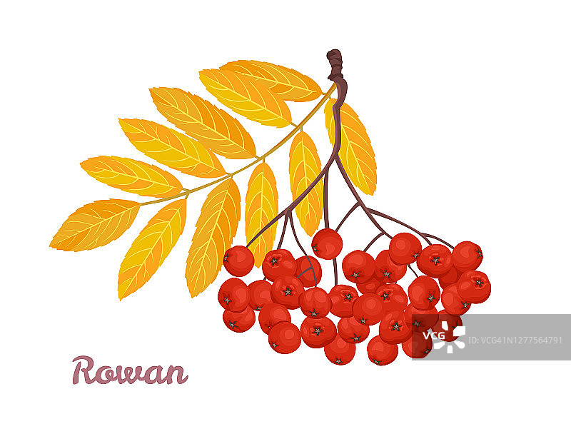 花梨枝，秋叶黄叶。白色背景上孤立的一束红色浆果。矢量插图在卡通平面风格。图片素材