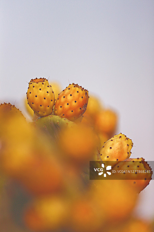 仙人掌果实多刺的梨图片素材