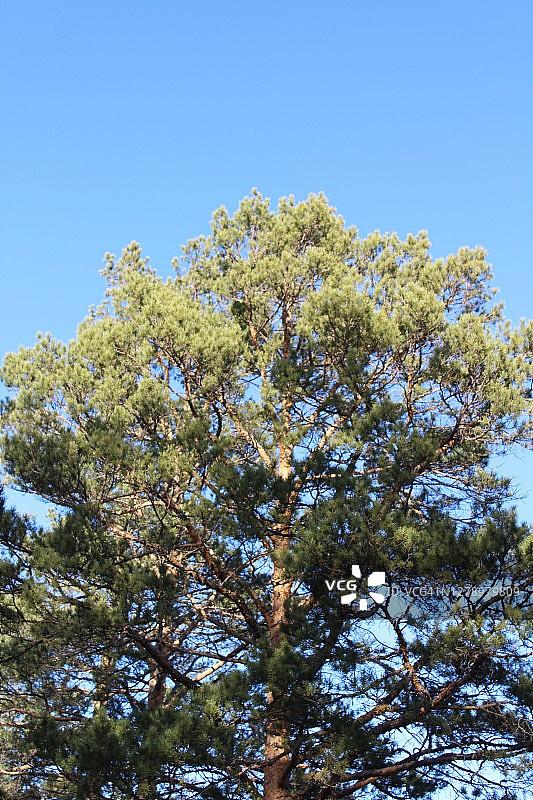 松树顶孤立的背景常绿针叶树与针阳光浸润的树枝和树干对蓝色的秋天天空图片素材