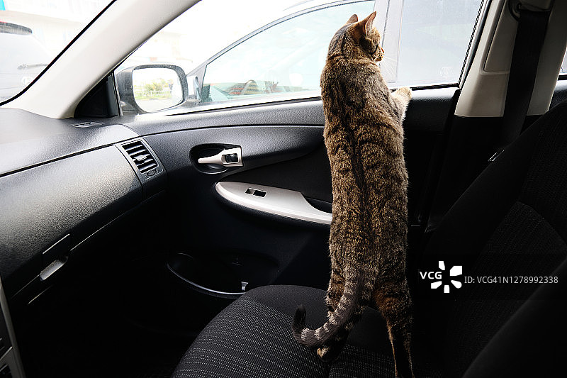 灰虎斑受惊好奇的猫坐在汽车的副驾驶座上，从窗口望着马路。和你的宠物一起骑车旅行。图片素材