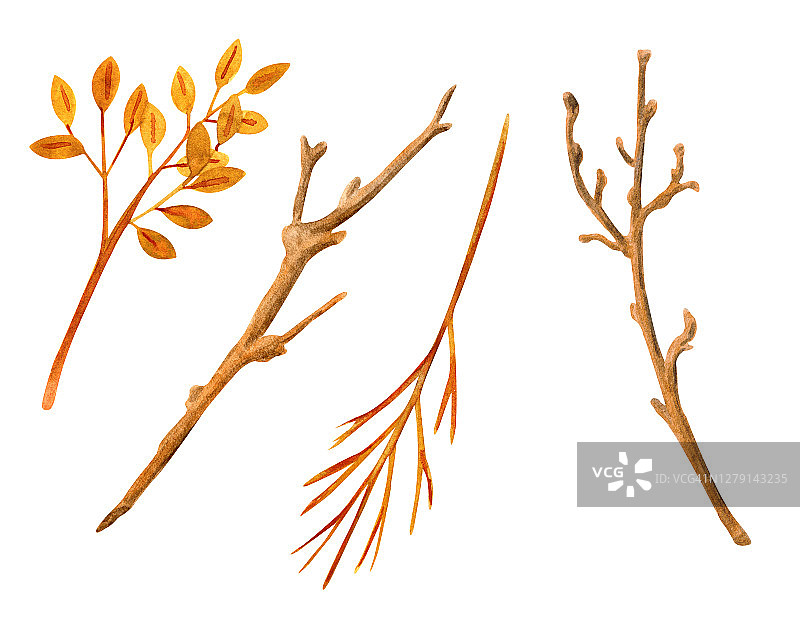 水彩干燥的树枝和秋叶集。手绘裸露的树枝和树枝收集孤立在白色的背景。木制自然元素装饰。图片素材