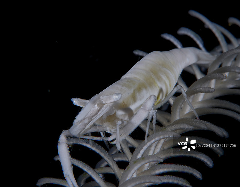 海百合纲的虾图片素材