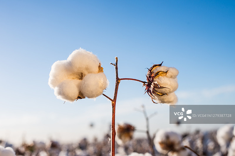 棉花花卉-农业综合企业图片素材