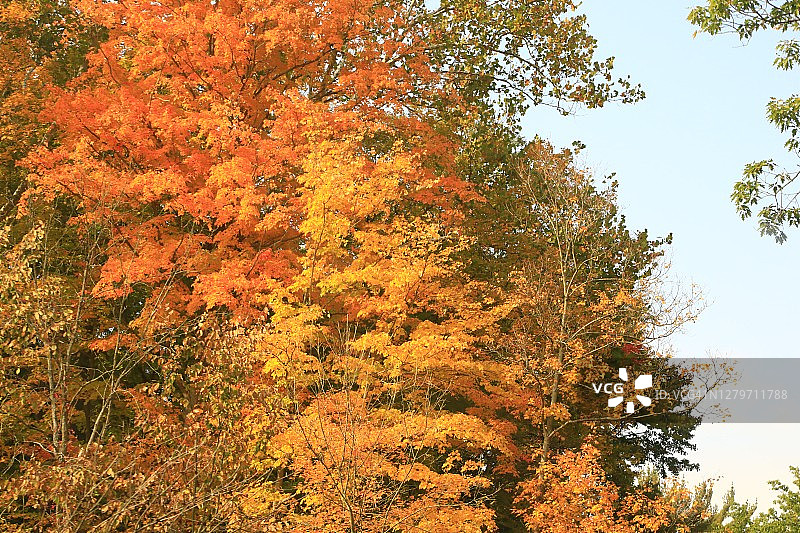 秋天叶子的颜色图片素材