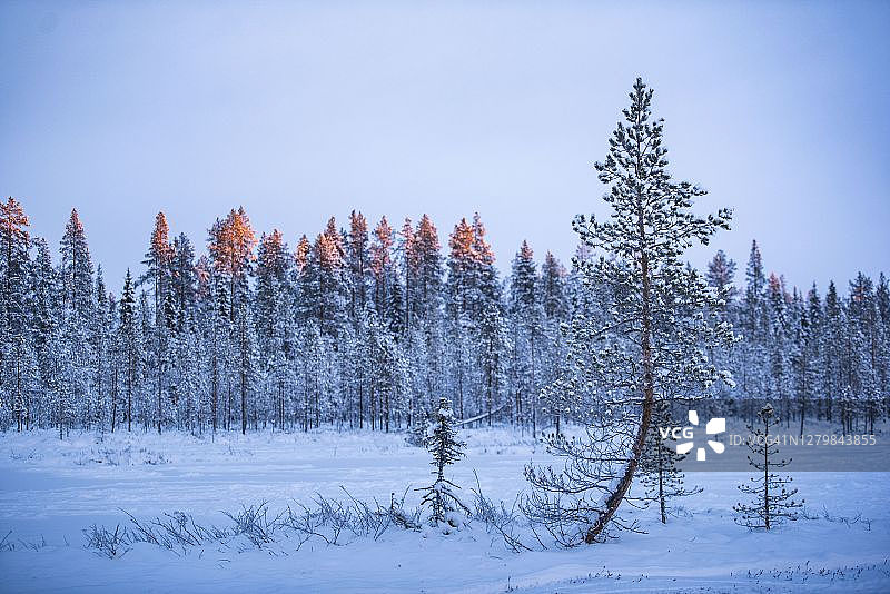 阳光照射在被雪覆盖的树的顶部，在美丽的冬季森林风景和景观Yllasjarvi，拉普兰，北极圈，芬兰，欧洲图片素材