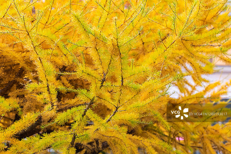 黄色的秋季落叶松针叶图片素材