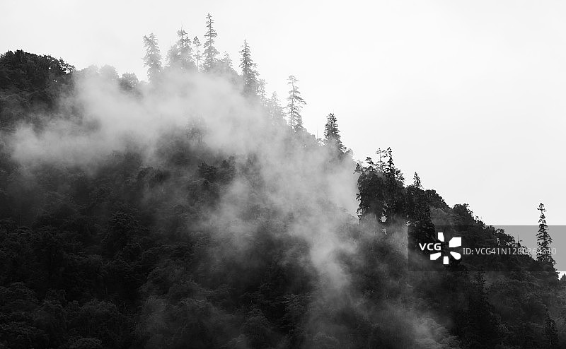 黑色和白色的寒冷山林图片素材