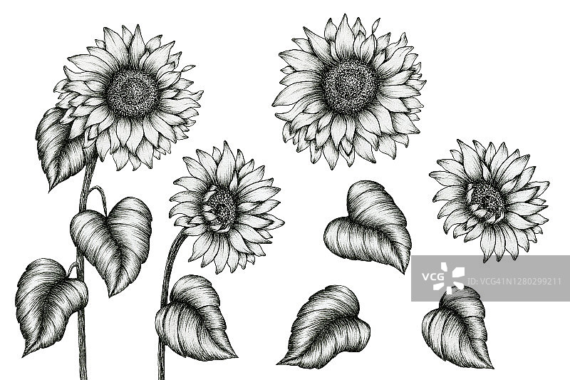 向日葵手绘水墨艺术集孤立于白色，黑白花水墨笔素描，复古单色写实向日葵画，向日葵元素图片素材