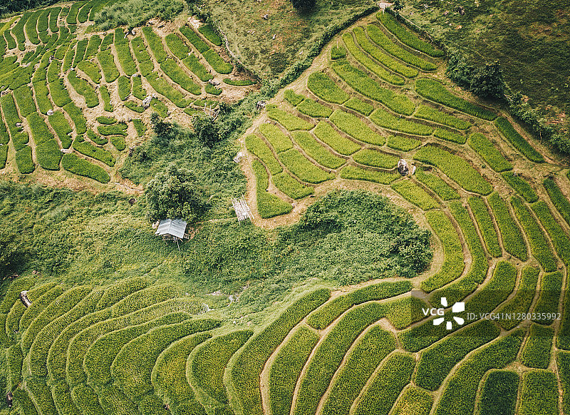 泰国清莱省里海村美丽的稻田鸟瞰图。图片素材