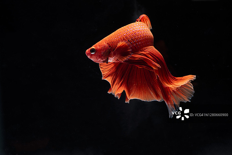 色彩鲜艳的暹罗斗鱼是移动时刻孤立在黑色的背景图片素材
