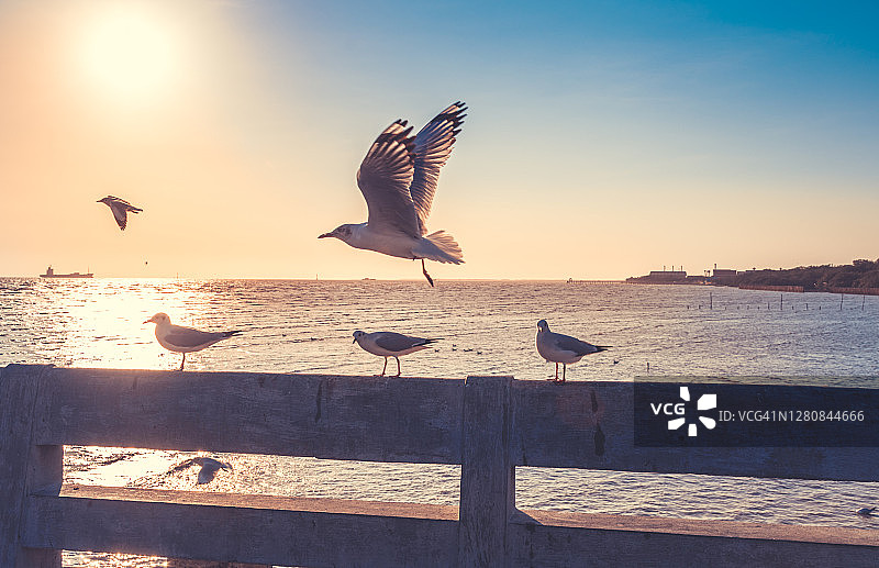 日落时海滩上的海鸥图片素材
