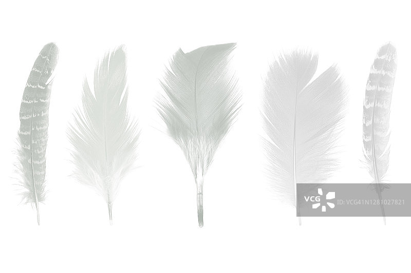 美丽的集合素描白色羽毛孤立在白色的背景图片素材