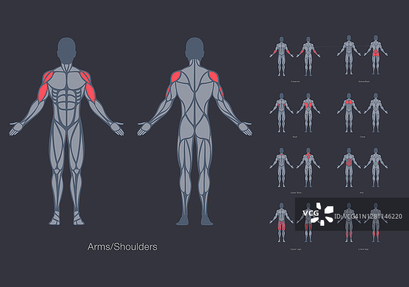 人体肌肉解剖模型矢量设计模板图片素材