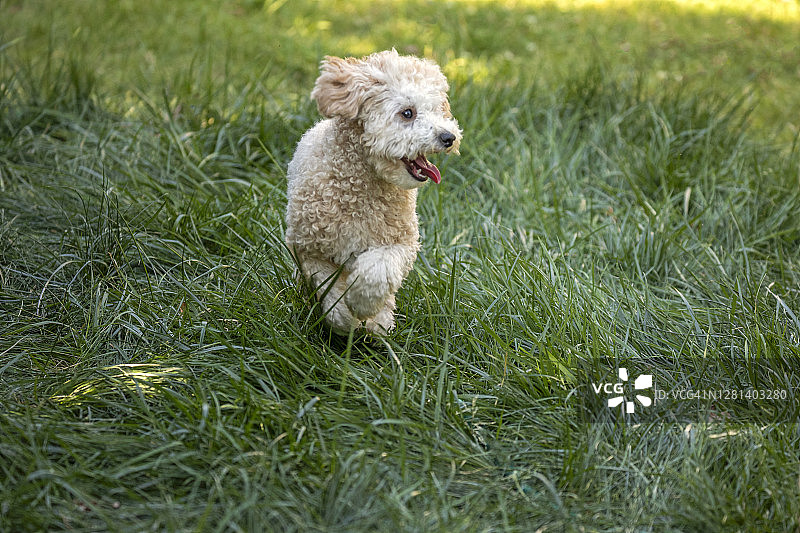 可爱的小狗，狗在绿色的草地上奔跑图片素材
