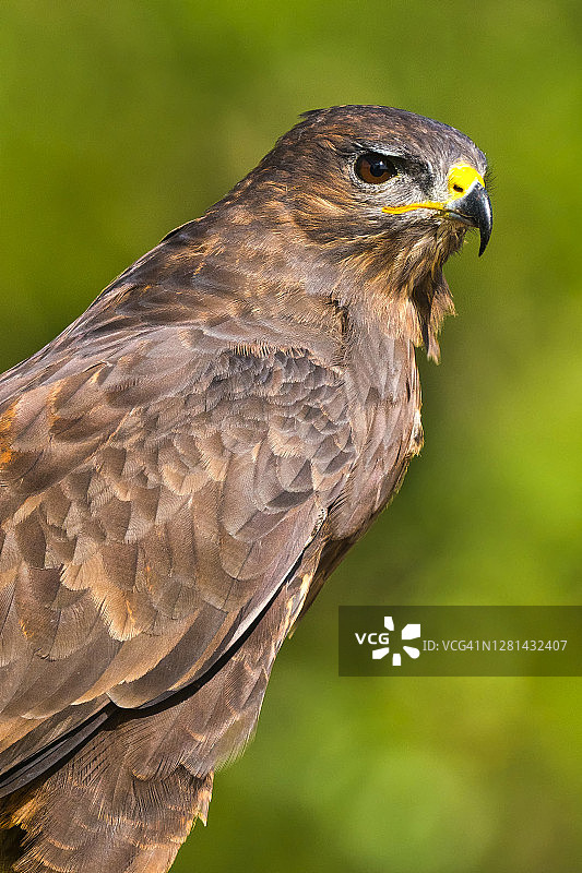 西班牙地中海森林的秃鹰图片素材