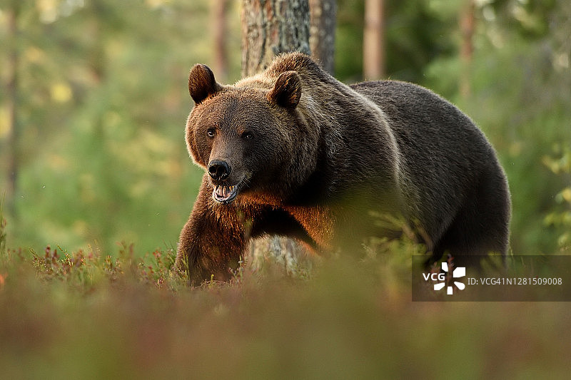 棕熊在森林风景中行走图片素材