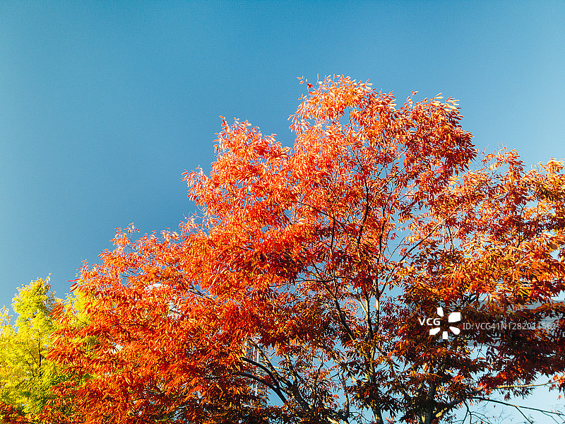 蓝天下公园里的枫树图片素材