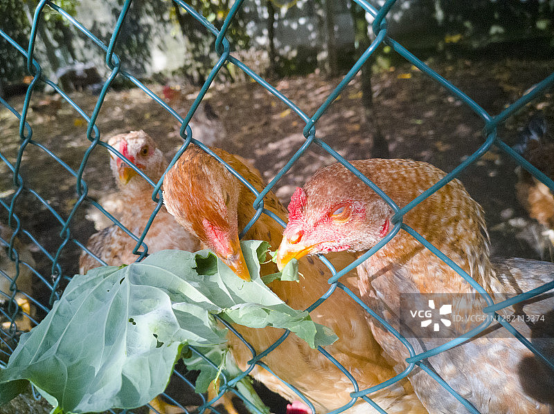 在鸡笼里吃东西的母鸡图片素材
