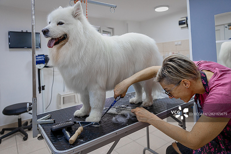 女狗美容师正在给一只萨摩耶狗梳头图片素材