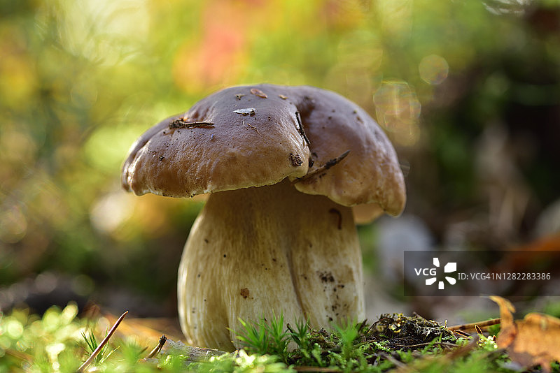 森林里的石头蘑菇图片素材